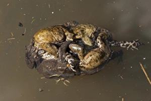 Killing Prints: Common Toad (Bufo bufo) adult males
