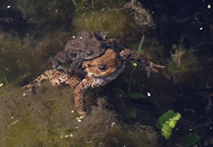 Amplexus Prints: Common Toad (Bufo bufo) adult pair, mating underwater, Norfolk, England, march