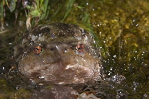 Amplexus Prints: Common Toad (Bufo bufo) adult pair, in amplexus, mating underwater in small stream, Italy