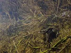 Rest Prints: Common Toad (Bufo bufo) adult, resting underwater at edge of pond habitat
