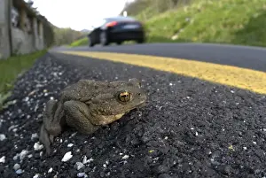 Dangerous Prints: Common Toad (Bufo bufo) adult, on road with passing car whilst trying to reach breeding site