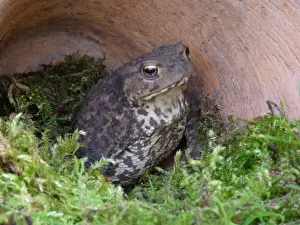 Sheltering Prints: Common Toad (Bufo bufo) adult, sheltering under discarded terracotta flowerpot in garden