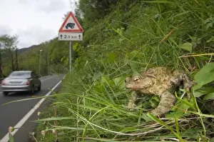 Cars Prints: Common Toad (Bufo bufo) adult, sitting on bank beside road with toad crossing sign and passing car
