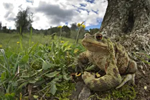 Common Toad (Bufo bufo) adult, sitting at base of tree in habitat, Italy, april