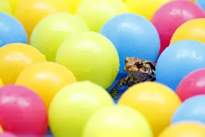 Sussex Prints: Common Toad (Bufo bufo) adult, sitting in childs paddling pool with coloured plastic balls