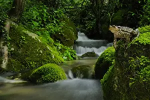Cascade Prints: Common Toad (Bufo bufo) adult, sitting on moss covered rock beside woodland stream habitat