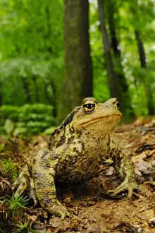 Toads Prints: Common Toad (Bufo bufo) adult, sitting on mud in woodland habitat, Italy, june