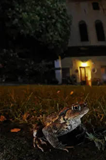 Toads Prints: Common Toad (Bufo bufo) adult, sitting near house at night, Italy, june