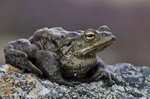 Amphibian Prints: Common Toad (Bufo bufo) adult, sitting on rock at shore of freshwater loch