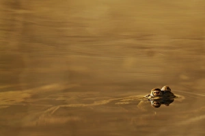 Amphibian Prints: Common Toad (Bufo bufo) adult, at surface of water, Italy, march
