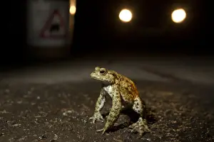 Cars Prints: Common Toad (Bufo bufo) adult, at toad crossing on road at night