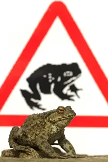 Roadsign Prints: Common Toad (Bufo bufo) adult, with toad crossing sign in background