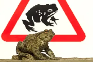 Common Toad (Bufo bufo) adult, with toad crossing sign in background, Sheffield, South Yorkshire, England, april