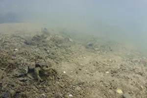 Amphibian Prints: Common Toad (Bufo bufo) adult, underwater on riverbed in river habitat