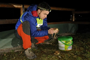 Helps Prints: Common Toad (Bufo bufo) adults
