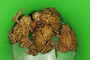 Helps Prints: Common Toad (Bufo bufo) adults