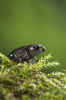 Belvedere Prints: Common Toad (Bufo bufo) newly emerged baby