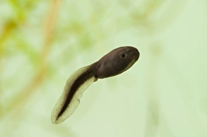 Tadpole Prints: Common Toad (Bufo bufo) tadpole, swimming, Belvedere, Bexley, Kent, England