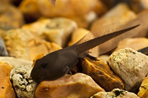 Common Toad (Bufo bufo) tadpole, undergoing metamorphosis, with back legs developing, resting on gravel underwater