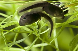Tadpole Prints: Common Toad (Bufo bufo) two tadpoles