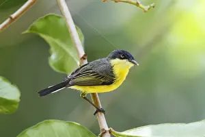 Webs Prints: Common Tody-flycatcher (Todirostrum cinereum) adult