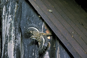 Treecreeper Prints: Common Treecreeper (Certhia familiaris) adult, in flight, leaving nest in shed, England