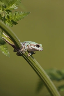 Tree Frog Prints: Common Treefrog (Hyla arborea) adult, resting on umbellifer stem, Greece, april