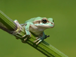 Common Treefrog (Hyla arborea) adult, clinging to umbellifer stem, Italy, april