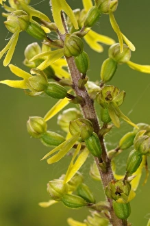 Orchids Prints: Common Twayblade (Listera ovata) close-up of flowers, Buckinghamshire, England, May