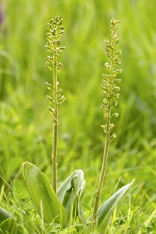 Common Twayblade (Listera ovata) two flowerspikes, Berwickshire, Scottish Borders, Scotland, June
