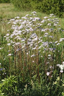 Common Valerian (Valeriana officinalis) flowering, Powys, Wales, june