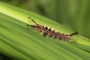 Lepidoptera Prints: Common Vapourer (Orgyia antiqua) caterpillar