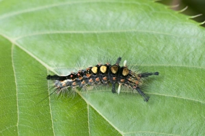 Caterpillar Prints: Common Vapourer (Orygia antiqua) caterpillar, resting on leaf, England, may