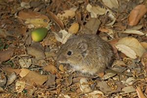 Common Vole (Microtus arvalis) adult, sitting on leaf litter, Castilla y Leon, Spain, September (controlled)