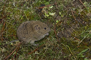 Rodent Prints: Common Vole (Microtus arvalis) adult