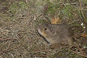 Rodent Prints: Common Vole (Microtus arvalis) adult