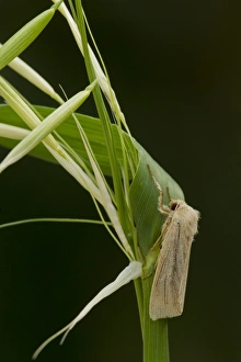 Wainscot Prints: Common Wainscot (Mythimna pallens) adult
