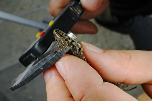 Measure Prints: Common Wall Lizard (Podarcis muralis) adult