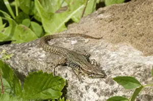 Sunning Prints: Common Wall Lizard (Podarcis muralis) introduced species