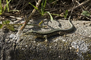 Jersey Prints: Common Wall Lizard taken in Jersey