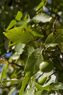Juglans Prints: Common walnut with fruit