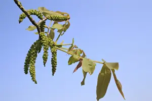 Juglans Prints: Common Walnut (Juglans regia) close-up of flowers and leaves, Suffolk, England, april