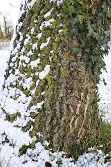Boles Prints: Common Walnut (Juglans regia) close-up of snow covered bole