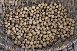 Rumania Prints: Common Walnut (Juglans regia) nuts