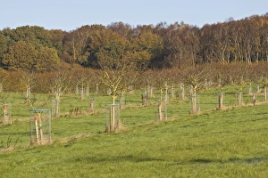 Protects Prints: Common Walnut (Juglans regia) orchard
