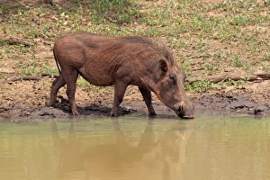Waterholes Prints: Common Warthog (Phacochoerus africanus) adult