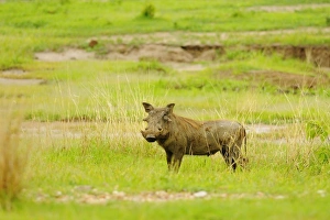 Common Warthog (Phacochoerus africanus) adult, standing amongst grass in habitat, Ruaha N. P. Tanzania