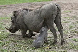 Common Warthog (Phacochoerus africanus) adult female with young, suckling, Queen Elizabeth N. P. Uganda