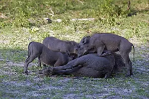Common Warthog (Phacochoerus africanus) adult female with young, suckling, Okavango Delta, Botswana