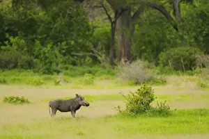 Common Warthog (Phacochoerus africanus) adult male, feeding in habitat, Ruaha N. P. Tanzania